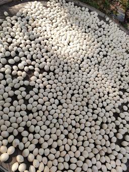 収穫 処理した乾燥ぎんなん 背景 収穫 処理した乾燥ぎんなん 背景 ぎんなん,背景,銀杏の写真素材