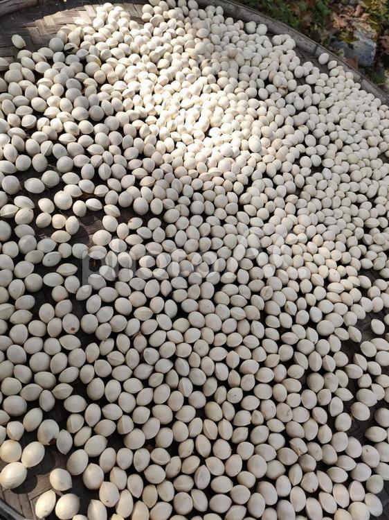 収穫　処理した乾燥ぎんなん　背景 ぎんなん,背景,銀杏の写真素材