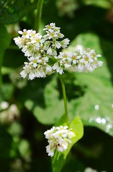 ９月下旬まんのう町島ヶ峰の天空のソバの花 ソバ,蕎麦,花の写真素材