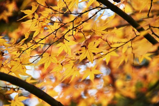 紅葉 紅葉の写真