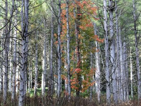 洞爺湖の中島の山林 木々,自然,北海道の写真素材