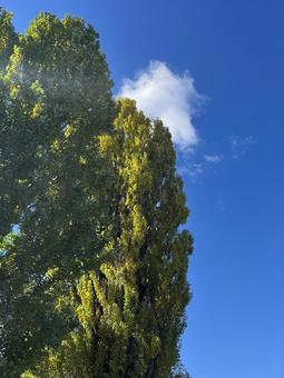 青空のポプラ 景色,自然,風景の写真素材