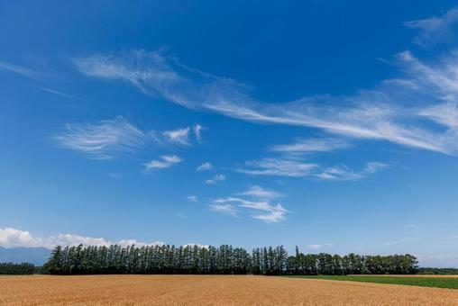麦畑と青空 麦畑と青空 麦畑,畑,青空の写真素材