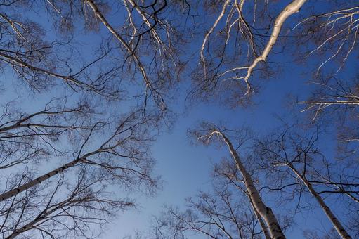 北海道・初冬のシラカバ林 木,自然,シラカバの写真素材