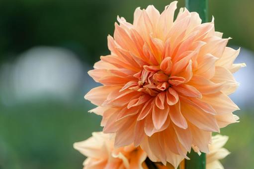 淡いオレンジのダリアの花 淡いオレンジのダリアの花の写真
