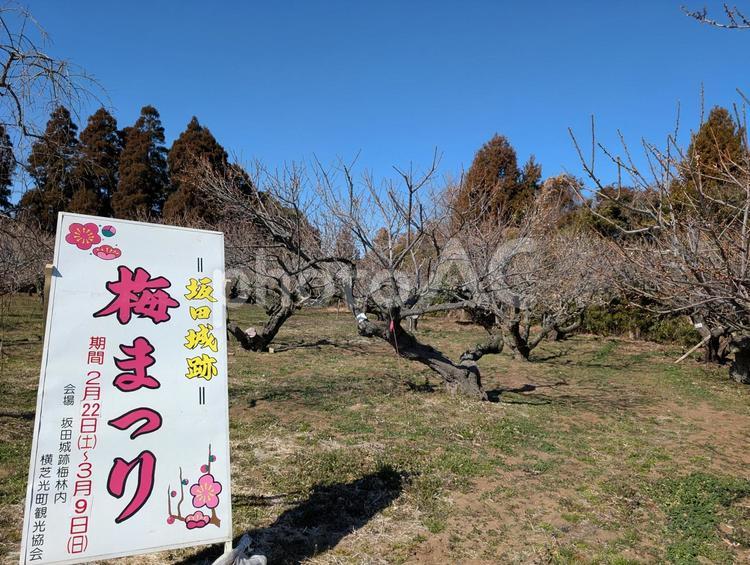 梅まつり 梅,花,春の写真素材