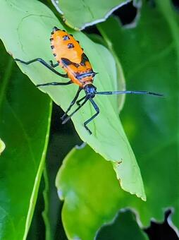フタスジハリカメムシ フタスジハリカメムシ,昆虫,自然の写真素材