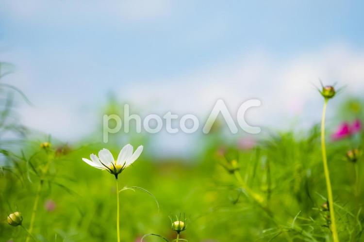 秋晴れの青い空と白い雲とコスモスの花 コスモス,花,青空の写真素材