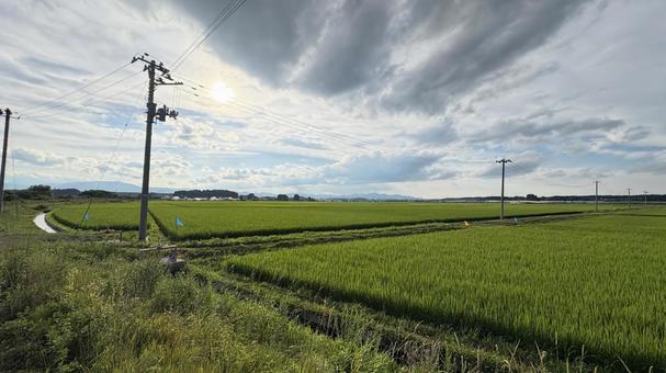 田んぼ 田んぼの写真