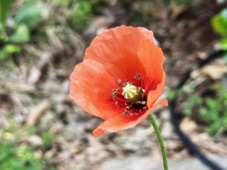 オレンジの花 オレンジの花の写真