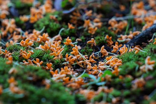 キンモクセイ キンモクセイ キンモクセイ,金木犀,花の写真素材
