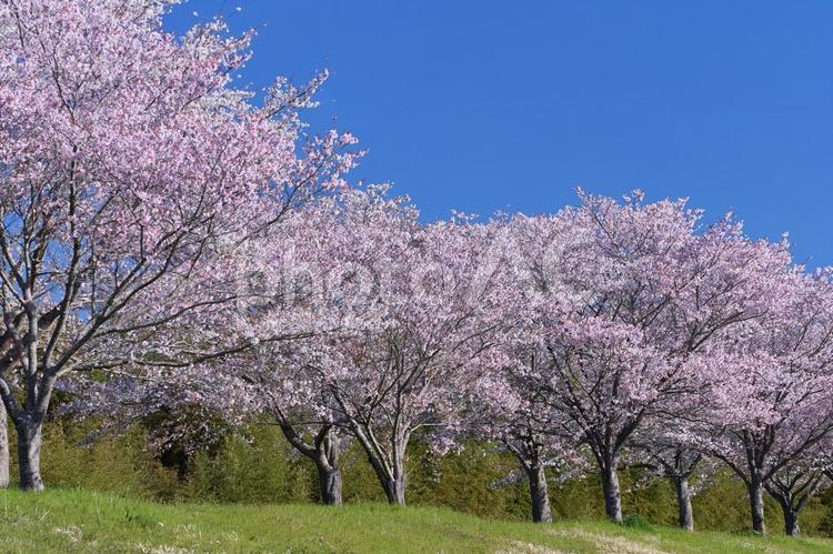 桜並木と青空 桜,青空,満開の写真素材