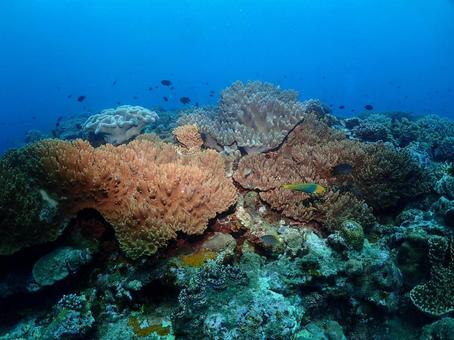 沖縄の海 沖縄の海の写真