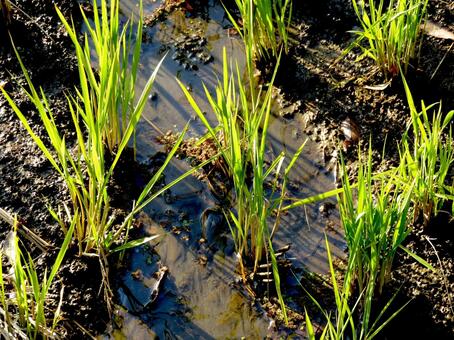 稲刈り後に改めて生えてきた冬の水田 田畑,田んぼ,水田の写真素材