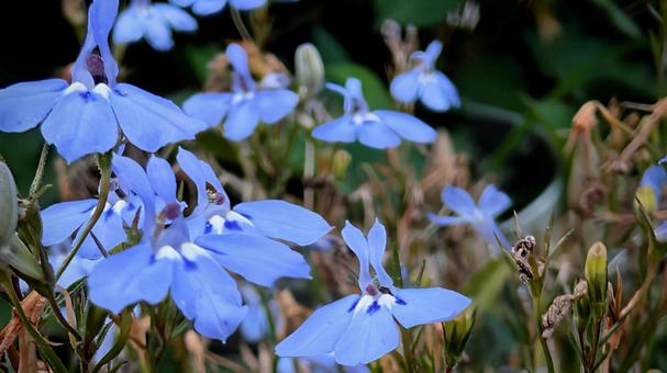 夏の庭園、鮮やかな青い花 夏の庭園、鮮やかな青い花 ルリミゾカクシ,ロベリア,花の写真素材