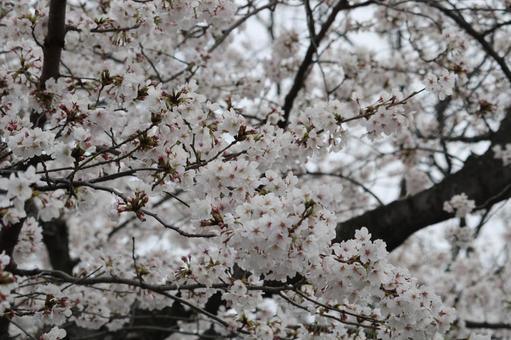 桜 桜,サクラ,さくらの写真素材