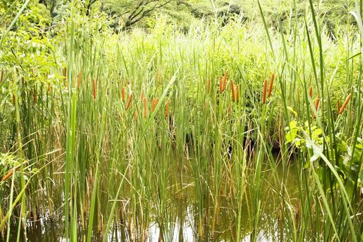 庭池のガマ 2 庭池のガマ 2 ガマ,蒲,穂の写真素材