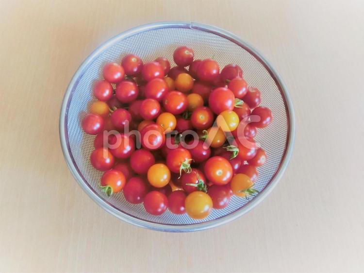 かごの中のミニトマト ミニトマト,野菜,赤の写真素材