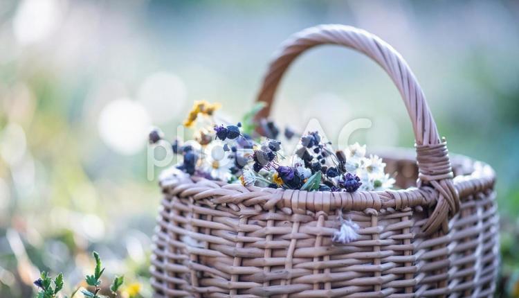 伝統工芸の白樺細工の花籠 白樺細工,白樺樹皮,伝統工芸の写真素材