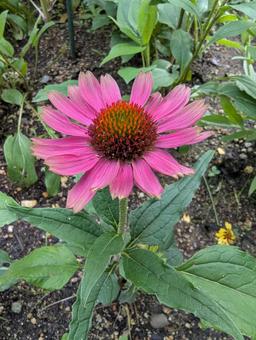 エキナセアの花 8 エキナセアの花 8 エキナセア,花,ピンクの写真素材