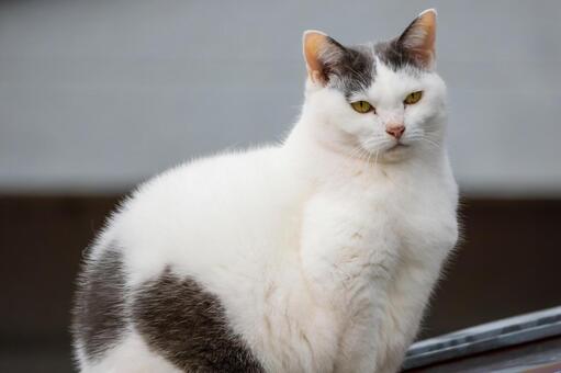 猫(342) 猫,食肉目,ネコ科の写真素材