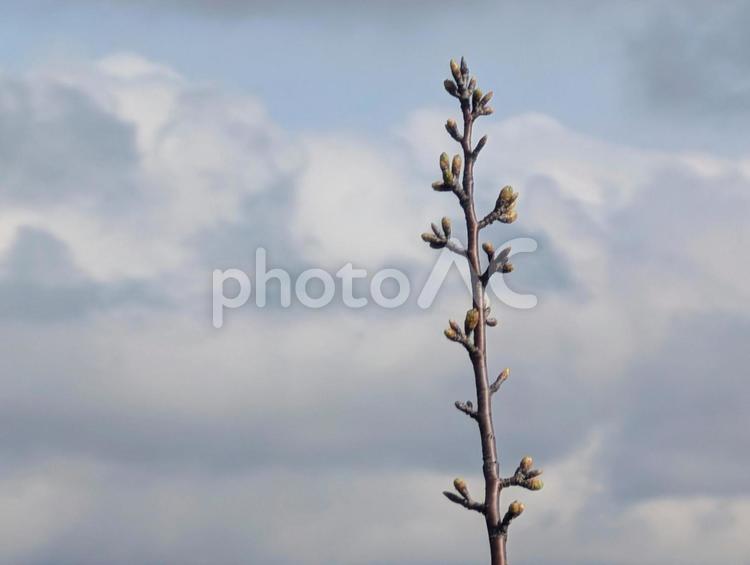 木の枝と新芽と空と雲 新芽,芽吹き,枝の写真素材