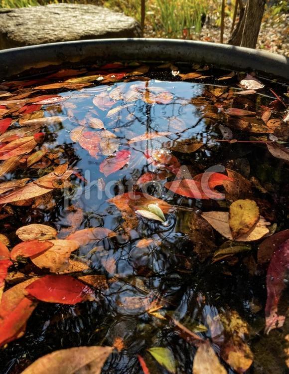 彩りの水甕の中の落ち葉 落ち葉,水甕,太陽の写真素材