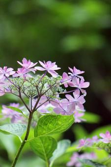 Hydrangea, JPG