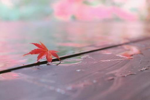 1紅葉 紅葉,もみじ,秋の写真素材