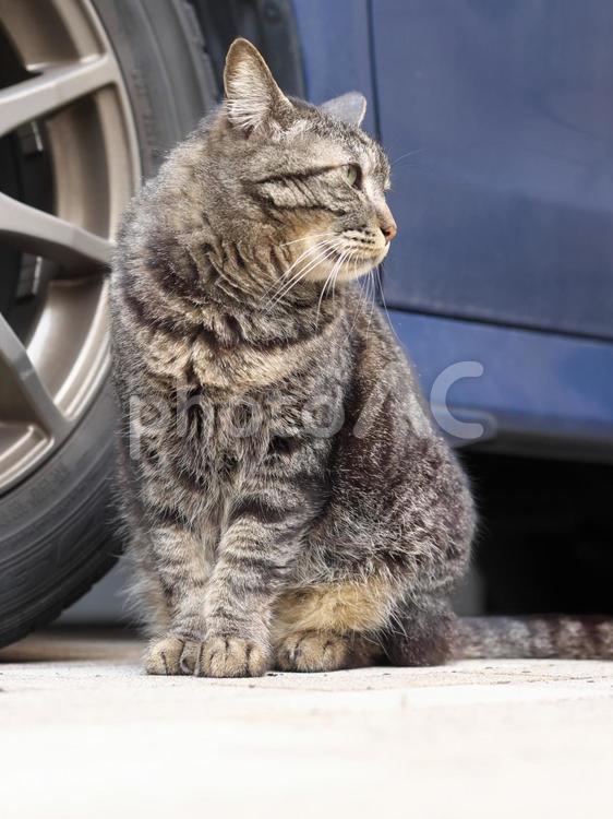横方向を見るトラ縞の猫 猫,サバトラ,トラ縞の写真素材
