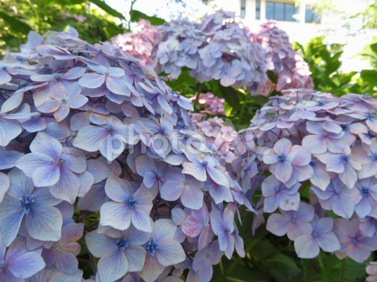 アジサイの園に足を踏み入れたよう アジサイ,花,植物の写真素材