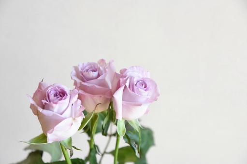 紫のばら ばら,薔薇,紫の写真素材