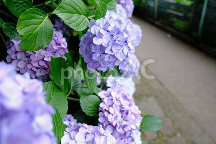 紫陽花の咲く散策未知 紫陽花,アジサイ,あじさいの写真素材
