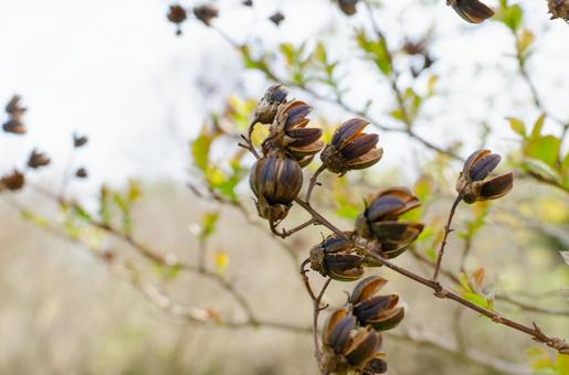 熟した種を抱くサルスベリの実 熟した種を抱くサルスベリの実の写真