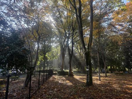 木漏れ日 木,太陽,光の写真素材