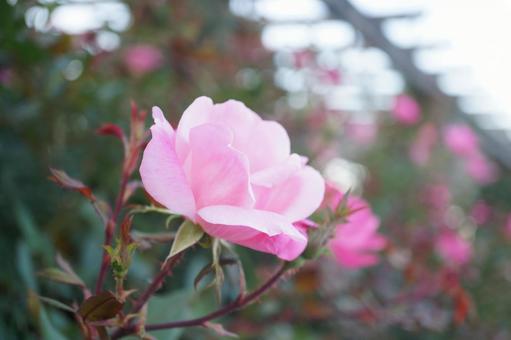 薔薇 薔薇の写真