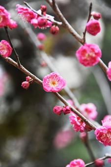 Plum (Yaekankou), JPG Plum (Yaekankou), JPG