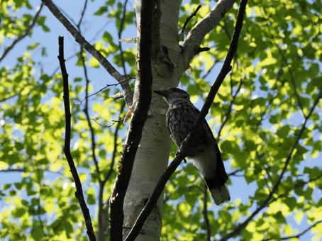 Photo, hoshigarasu, bird, wild bird, 