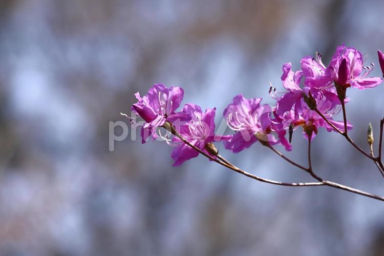 玄界灘の隣接する地域に自生 ゲンカイツツジ(玄海躑躅),花,ツツジ科の植物の写真素材