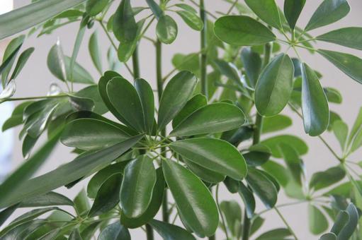 観葉植物 観葉植物の写真