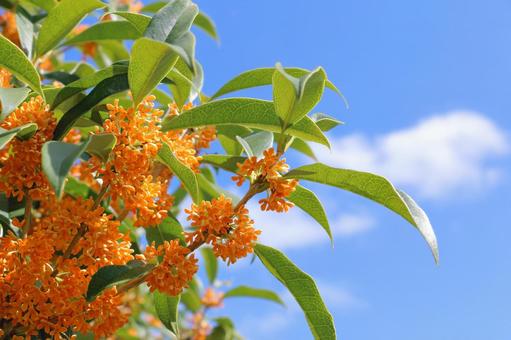 キンモクセイ 花素材 キンモクセイ 花素材 キンモクセイ,秋,金木犀の写真素材