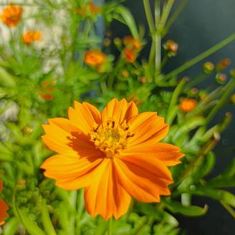 黄花コスモス 黄花コスモスの写真