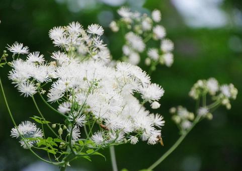森の花 森の花の写真