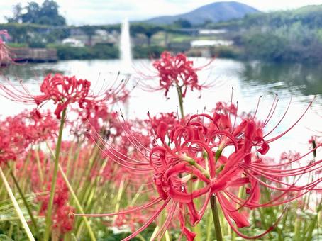 ヒガンバナ(彼岸花)と噴水 ヒガンバナ(彼岸花)と噴水 ヒガンバナ,秋,赤い花の写真素材
