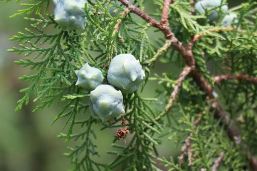 緑の葉と実のコノデカシワの木の枝のアップ 緑の葉と実のコノデカシワの木の枝のアップの写真