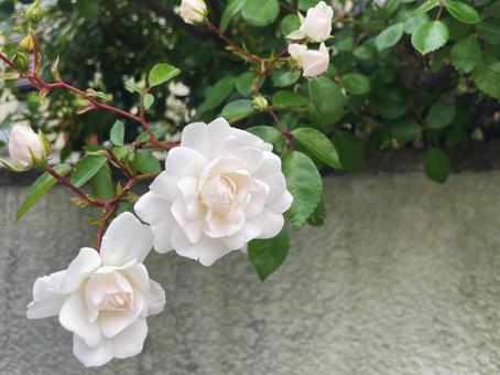 やさしい緑を背景に咲く白いバラの花 やさしい緑を背景に咲く白いバラの花 薔薇,バラ,白の写真素材