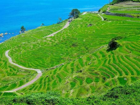 白米千枚田の棚田 白米千枚田の棚田 棚田,能登半島,地震の写真素材