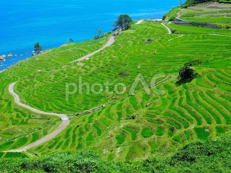 白米千枚田の棚田 棚田,能登半島,地震の写真素材