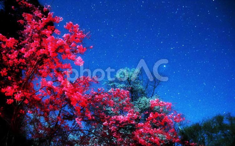 テールランプで赤く染まる桜の花と星空 桜の木,星空,夜空の写真素材