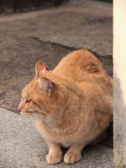 猫-002 猫-002の写真